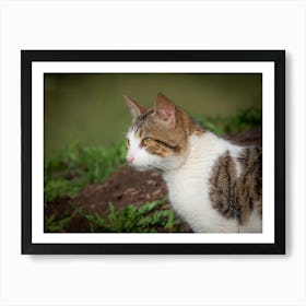 Cat In The Grass Art Print