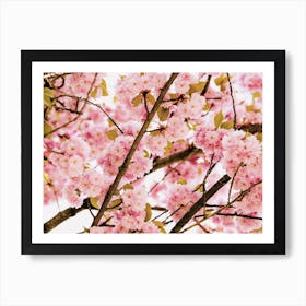 Cherry Blossom Branch Art Print