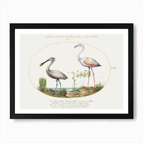 Spoonbill Crane And Flamingo (1575–1580), Joris Hoefnagel Art Print