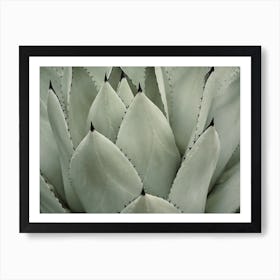 Perrys Agave Plant Art Print