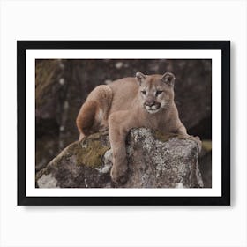 Mountain Lion Perched On Rock Art Print