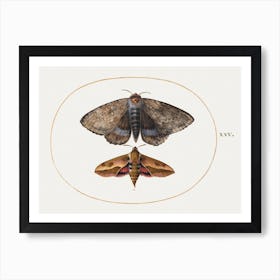 Blue Underwing Moth And Spurge Hawk Moth (1575–1580), Joris Hoefnagel Art Print