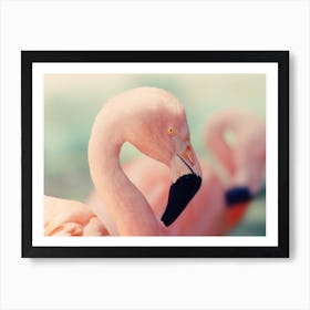 Flamingo Closeup Art Print