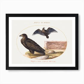 Two Eagles (1575–1580), Joris Hoefnagel Art Print