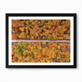 Orange Forest Trees Art Print