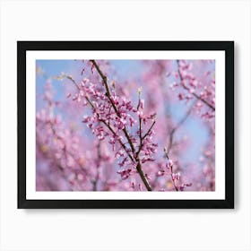 Redbud Tree Branches In Springtime Art Print