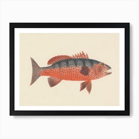 Unidentified Fish, Luigi Balugani 8 Art Print