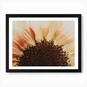 Sunflower Burst Art Print