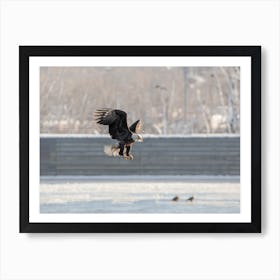 Bald Eagle With A Fish Art Print