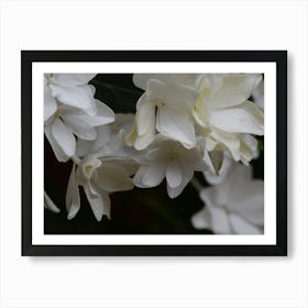 White Flowers On A Tree 2 Affiche