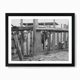 Calves On Farm Of Fsa (Farm Security Administration) Rehabilitation Borrower, Vale Owyhee Irrigation Project, Malhe Art Print