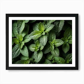 Close Up Of Mint Leaves Art Print