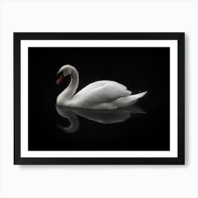 White Swan, Mute Swan, with oil paint texture. Art Print