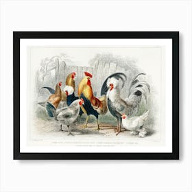 Game Cock, Silver Spangled, White Feathered Bantam Hen, Dorking Hen, Black Polish Hen, Malay Cock, And Hen, Oliver Goldsmith Art Print