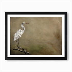 Snowy Egret Art Print