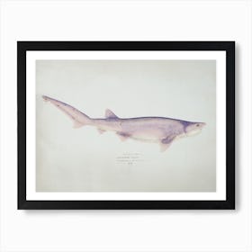 Tiger Shark Drawing, Fe Clarke Art Print