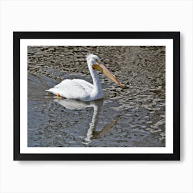 American Pelican and reflection on the Mississippi River Art Print