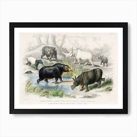 Hippopotamus, Indian Rhinoceros, Muchoco, White Rhinoceros, Two Horned African Rhinoceros, And Malay Tapir, Oliver Goldsmith Art Print