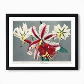 Lily, Hand Colored Collotype From Some Japanese Flowers (1898), Kazumasa Ogawa Art Print