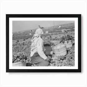 Untitled Photo, Possibly Related To Loading Baskets Of Spinach Onto Truck In Fields, La Pryor, Texas By Russell Lee Art Print