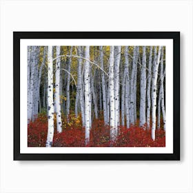 Autumn Birch Tree Forest White Autumn Birch Leaves Art Print