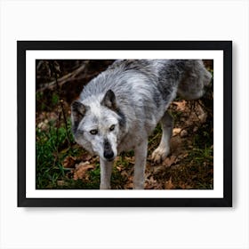 Gray Wolf Art Print