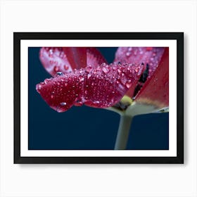 Tulip With Raindrops Art Print