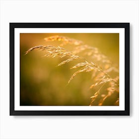 Close Up Of Yellow Grain // Nature Photography Art Print