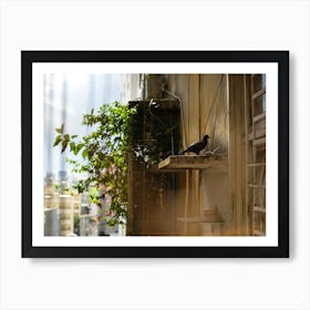 Pigeon Shelters In The Shade Art Print