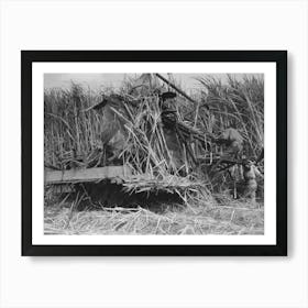 Untitled Photo, Possibly Related To Wurtele Sugarcane Harvester Bogged Down And Out Of Temporary Running Art Print