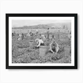 Pea Pickers At Work, Canyon County, Idaho, This Is Labor Supplied By Contractors By Russell Lee Art Print