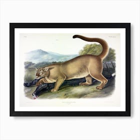 Cougar, John James Audubon Art Print