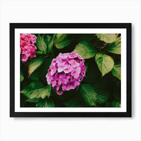 Pink Hydrangeas Flower Art Print