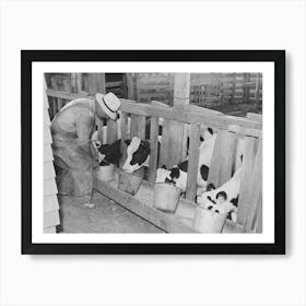 Calves At The Feed Trough On Farm Of Member Of The Dairymen S Cooperative Creamery, Caldwell, Canyon County Art Print