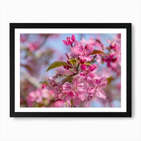 Apple Blossoms In Pink Art Print