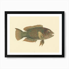 Unidentified Fish, Luigi Balugani 1 Art Print