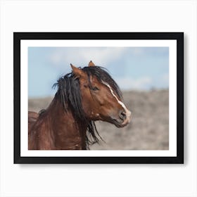 Stallion Horse Art Print