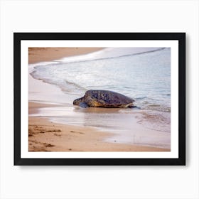 Green Sea Turtle Art Print