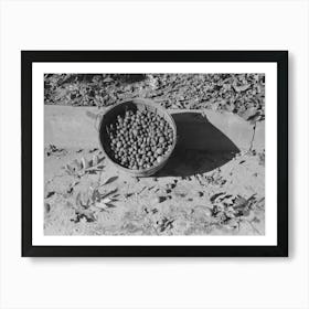 Basketfull Of Pecans, San Angelo, Texas By Russell Lee Art Print