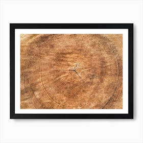 Tree Rings Art Print