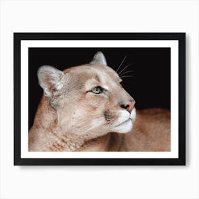 Mountain Lion Portrait Art Print