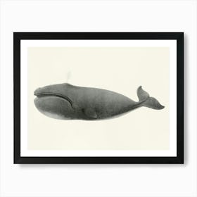 North Pacific Right Whale, Charles Melville Scammon Art Print