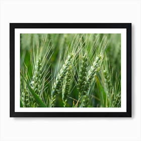 Wheat  Art Print