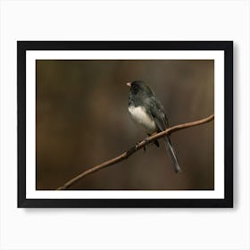 Junco Bird Perching Art Print