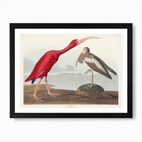 Scarlet Ibis, Birds Of America John James Audubon Art Print