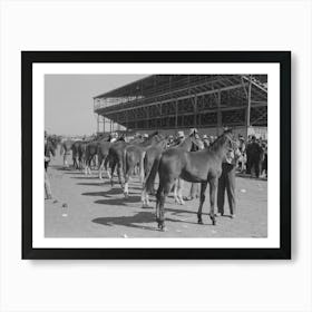 Lineup Of Horses Being Judged At The San Angelo Fat Stock Show, San Angelo, Texas By Russell Lee Art Print