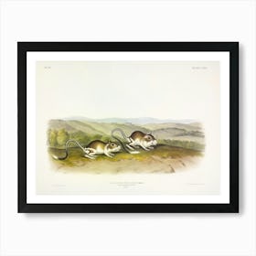 Pouched Jerboa Mouse, John James Audubon Art Print