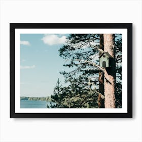 Birdsnest In A Pine Tree Art Print