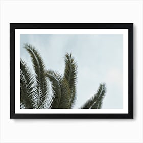 Palm Leaf Sky Art Print
