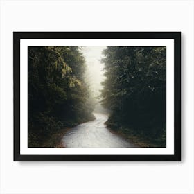 Redwoods Forest Road - National Park Art Print